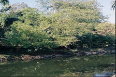 Salix tetrasperma